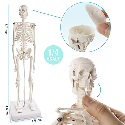 Anatomy Model Bundle Set of 3 - Human Body, Heart, Torso & Skeleton