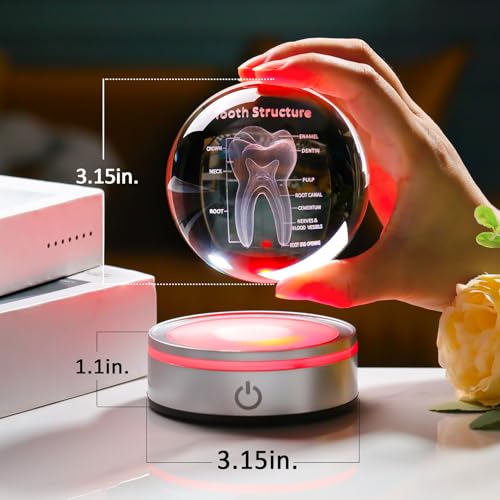 Tooth Model 3D Crystal Ball Dental Gifts for Women Men, Dentist Hygienist Present Office Decor with Led Base, Laser Etched Figurine Tooth Gift for Dental Student on Graduation Christmas - color: Tooth