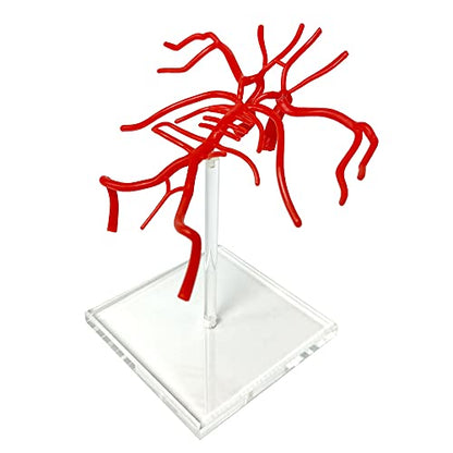 Brain Artery Model, Life Size Intracranial Artery Model On Plexiglass Base