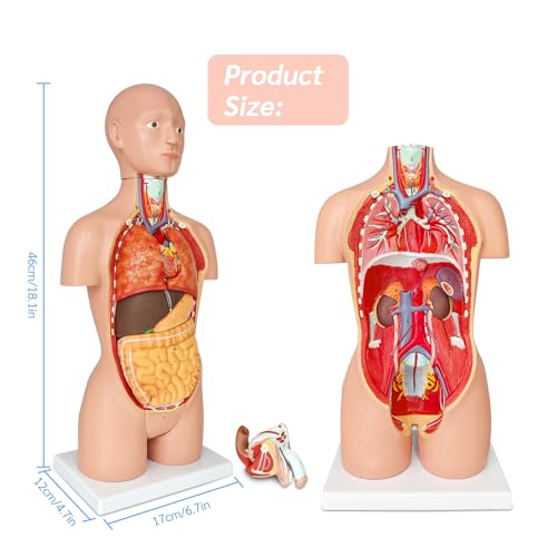 JNMFTD Human Torso Anatomy Model 17", 16 Part Dual-Sex Body Removable Model with Heart Brain Visceral Organ Muscular Layers Vessels Nerves Include Product Manual Card for Medical Scientific Education - size: 15"L x 5"W