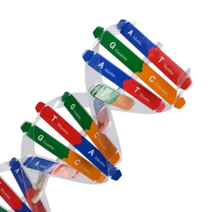 DNA Model Kit Double Helix Model Self-Assembling Science Plaything for Classroom Teaching Human Genes Learning Aid Biology Experiment Accessory for Students