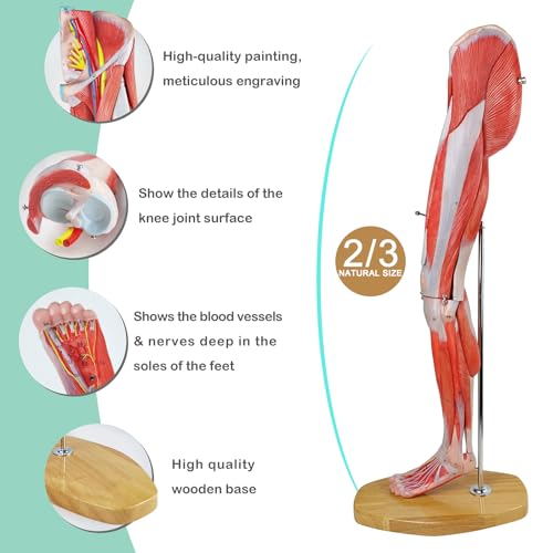 Numbered Human Leg Musculature Anatomy Model, 25 inch 2/3 Life Size 14 Pcs