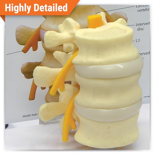 GPI Anatomicals Basic Vertebrae Model with L2, L3, and L4, Spine Model - style: Basic Vertebrae Model