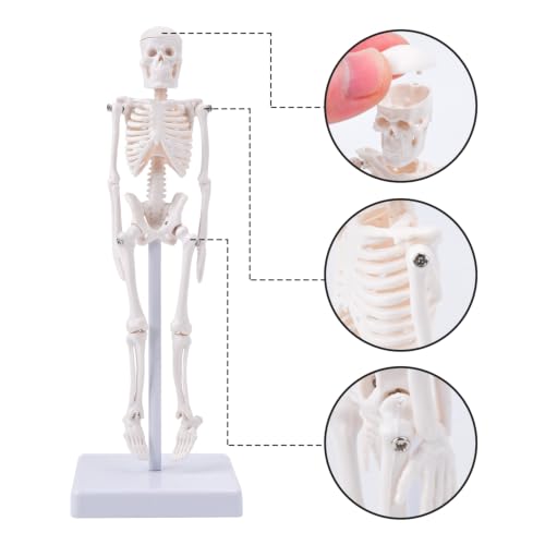 7.8" Mini Human Skeleton Model for Anatomy Learning, Small Anatomical Figure with Movable Joints for Student Teaching, Desk Display & Halloween Decor - size: 7.8 inches