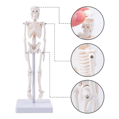 7.8" Mini Human Skeleton Model for Anatomy Learning, Small Anatomical Figure with Movable Joints for Student Teaching, Desk Display & Halloween Decor - size: 7.8 inches