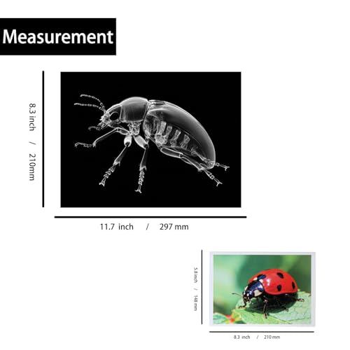 Thematic Animal X-Rays, Set of 16, Simulation Specimen, Science Education Materials for Kindergarten & Preschool, Light Table Accessories, Montessori & Reggio-Inspired (Insects) - color: Insects