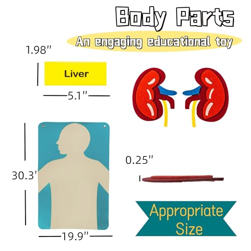 Human Body Model for Kids-Human Body Parts Learning Felt Board Set for Toddlers-Felt Wall Activities-Educational Storytelling Toy for Daycare Home Preschool-Teacher Daycare Supplies
