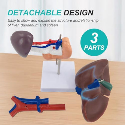 qzzXoq Liver Pancreas Duodenum Model, Human Liver Anatomical Model 3 Parts Life-Size Detachable Liver Spleen Blood Vessels Pancreas Suitable for Medical Teaching Scientific Education - color: Hepatopancreas