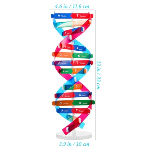 NUOBESTY DNA Model Kit Double Helix Structure Model, 13 in Assembling Biology Teaching Aid with Stand, Color-Coded Base-Pairing A-T G-C, STEM Classroom Science Fair Display for Ages 12+ (Pack of 2) - size: 37.00X11.60X11.60CM (Pack of 2)