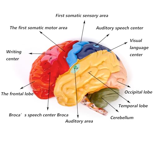 ZENFUN Life-Size Human Brain Anatomical Model, Color-Coded Partitioned Brain, 2 Parts, Anatomically Accurate Brain Model for Educational Settings Display Teaching Medical Model