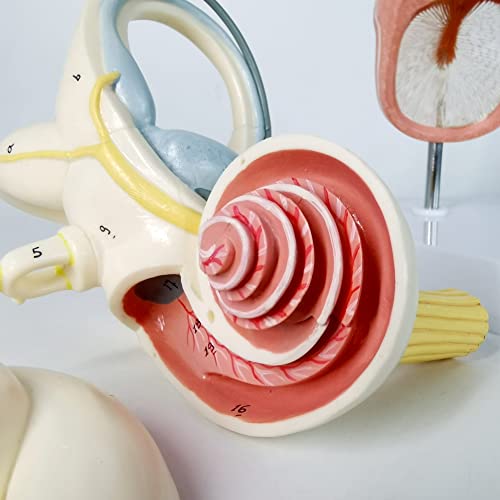 Inner Ear Model Labyrinth Model, Anatomical Ear Internal Structure Model - color: Inner Ear W/Tympanic Membrane