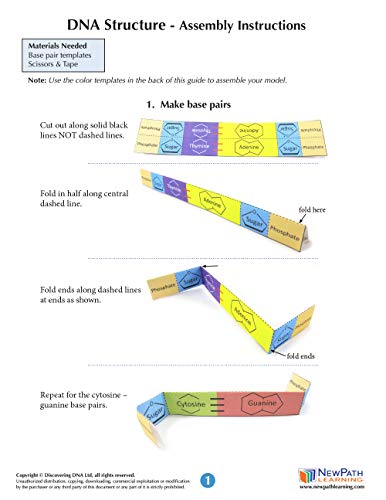 NewPath DNA Structure 3-D Paper Model Making Kit - Individual Student Edition (24-7719)