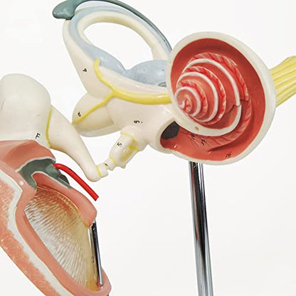 Inner Ear Model Labyrinth Model, Anatomical Ear Internal Structure Model - color: Inner Ear W/Tympanic Membrane