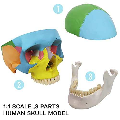 NEW HORIZON Anatomy Skull Model,Human Medical Skull Model Dental ClinicTeaching Equipment,Medical Teaching Learning