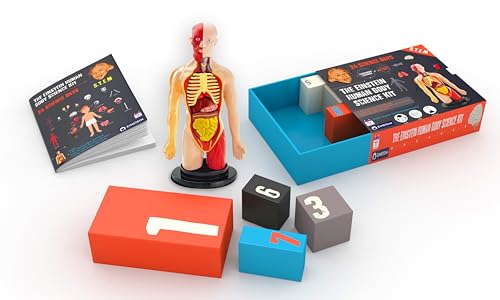 2026 Einstein Human Body Science Advent Calendar. Includes Original STEM Experiments, a 12-inch Model with 16 Detachable Organs, a Printed Guide and factbook, Plus Daily Step-by-Step Videos