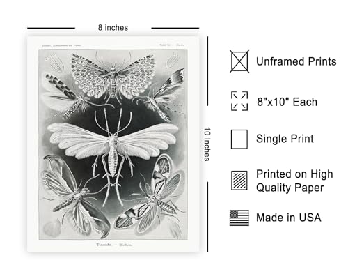 Poster Master Tineida Moth Print - Ernst Haeckel Poster - Insect Biodiversity Art - Wildlife Wall Design - Gift for Men & Women - Decor for Dorm, Library or Classroom - 8x10 UNFRAMED Wall Art - color: Style-17, size: 8"L x 10"W