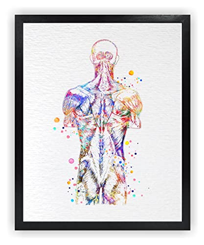 Dignovel Studios 24X30 Unframed Back Muscle Human Anatomy Watercolor Art Print Poster Medical Science Orthopedic Surgery Skeleton Chiropractor Clinic Office Wall Décor DN737 - size: 30"L x 24"W