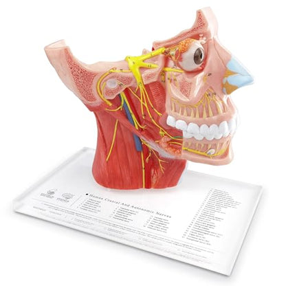 Human Cranial and Autonomic Nerves Anatomical Model, Life Size