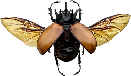 Real Large Five Horned Beetle Specimen Eupatorus Unmounted Taxidermy BO-68 - color: 1 Beetle #68