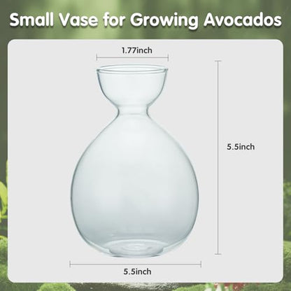 2PCS Small Avocado Grow Vase Glass Acorn Seed Starter Vase Pot for Growing - size: 2PCS Plain 3.74*3.74*5.11inch