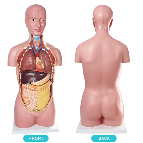 Human Body Anatomy Model with Removable Organs Life-Size 34.5"