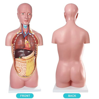 Human Body Anatomy Model with Removable Organs Life-Size 34.5"