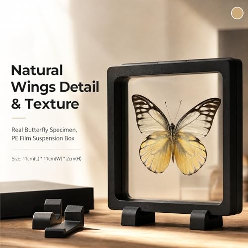 1pc Real Butterfly Taxidermy in PE Film Suspension Box Dustproof Shadow Box for Collection Display Case Home Tabletop Art (Prioneris thestylis ﻿) - color: Prioneris Thestylis ﻿