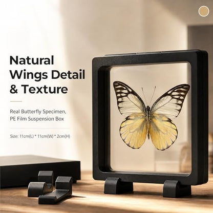 1pc Real Butterfly Taxidermy in PE Film Suspension Box Dustproof Shadow Box for Collection Display Case Home Tabletop Art (Prioneris thestylis ﻿) - color: Prioneris Thestylis ﻿