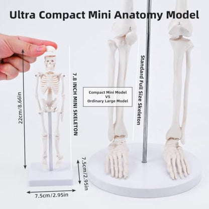 7.8" Mini Human Skeleton Model for Anatomy Learning, Small Anatomical Figure with Movable Joints for Student Teaching, Desk Display & Halloween Decor - size: 7.8 inches