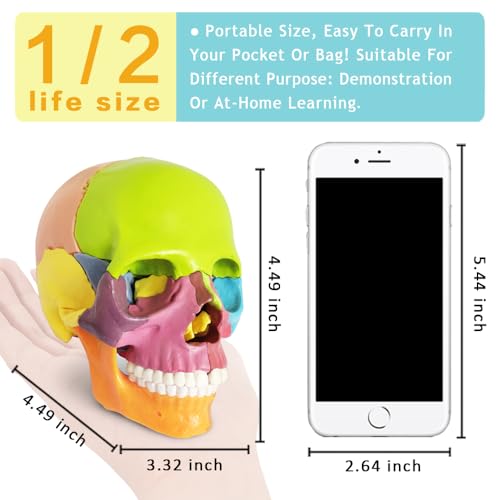 New Anatomy Skull Model 15 Parts Human Color Exploded Skull Detachable - color: Colorful Skull