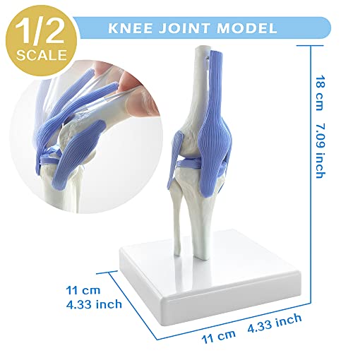 EVOTECH SCIENTIFIC Mini Shoulder Knee Hip Elbow Joint Model Set, 1/2 Scale