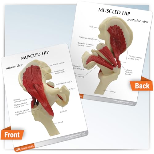 GPI Anatomicals Muscled Hip Model of Right Hip Joint with Muscles - style: Muscled Hip