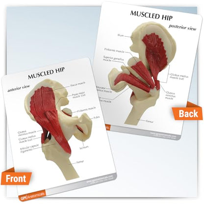 GPI Anatomicals Muscled Hip Model of Right Hip Joint with Muscles - style: Muscled Hip