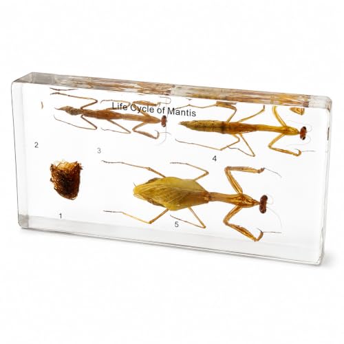 Mantis Life Cycle in Resin, Real Specimen 5-Stage Biology Display for Complete Display for Biology Education,Science Classroom Teaching Unique Home Office Desk,Gift(6.46×3.07×0.95inch) - color: Life Cycle of Mantis