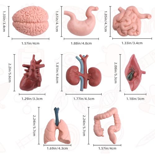16PCS Mini Human Body Model,Miniatures Body Parts Anatomy Sets,3D Model Study Tools Kit for Anatomy Physiology Study Tools for Learning(2pcs per Model)