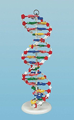 United Scientific Supplies DNAM01 DNA Model