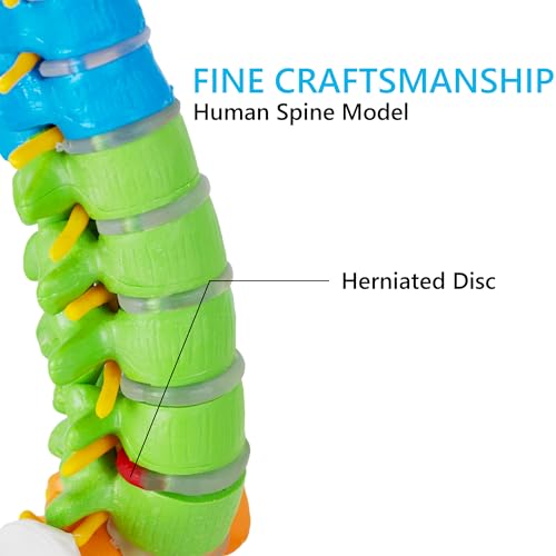 Mini Spine Anatomy Model - 15.5’’ Miniature Human Color Spine Model with All Nerves for Medical Learning - Vertebra Spine Model for Instruction Teaching, Study and Display
