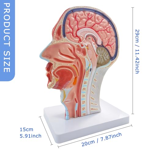 2026 New Life Size Anatomical Head Model Skull,Half Human Head