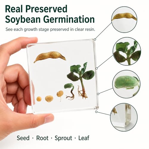 Bean Germination Resin Specimen,5 Stages of Bean Seed Growth Preserved in Clear Resin, Biology Teaching Aid,Homeschool Science,Unique Home Office Desk,Gift (3.74×3.74×0.79 in)