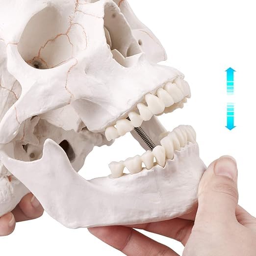 RONTEN Human Skull Anatomical Model with Line, Life Size, White/Off-White PVC Skull, 3-Part (Calvaria, Base, Mandible), Medical Education & Teaching Tool, Includes Free Chart & 12-Month Service - style: Skull Model with Paint Line