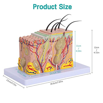 Skin Anatomical Model - Skin Layers Anatomy Model 35X Enlarged Anatomical Skin Model for Science Study or Patient Education - color: 35X