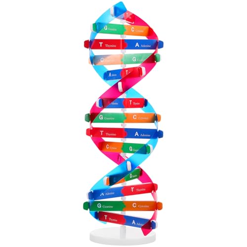 Abaodam Educational DNA Model with Display Stand Double Helix Science Kit for Kids Interactive DIY Genetic Structure Learning Toy Biology Model 14.56In