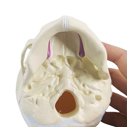 Human Infant Skull Anatomy Model, Life Size Fetus Skull Model, Hand Painted
