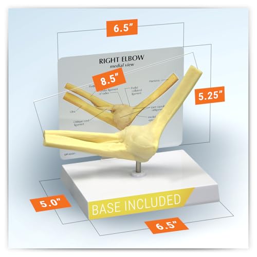 GPI Anatomicals Basic Elbow Model, Replica of Right Elbow Joint - style: Right Elbow Joint