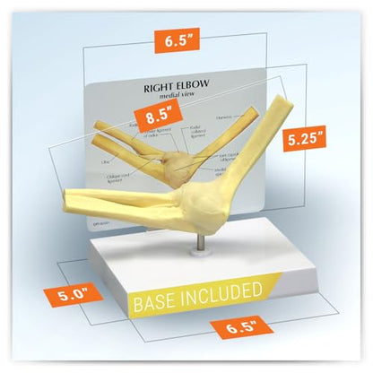 GPI Anatomicals Basic Elbow Model, Replica of Right Elbow Joint - style: Right Elbow Joint