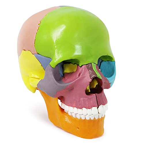 Human Skull Anatomy Model, 15 Parts, 1:2 Life Size, for Adult