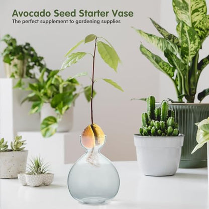 2PCS Small Avocado Grow Vase Glass Acorn Seed Starter Vase Pot for Growing - size: 2PCS Plain 3.74*3.74*5.11inch