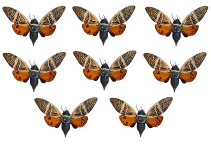 8 Real Cicada Beetle Specimens Mounted Insect Taxidermy Collection UM-10 - color: 8 Real Cicada Beetles