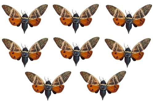 8 Real Cicada Beetle Specimens Mounted Insect Taxidermy Collection UM-10 - color: 8 Real Cicada Beetles