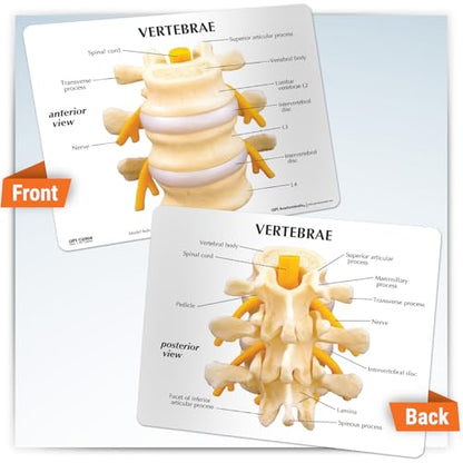 GPI Anatomicals Basic Vertebrae Model with L2, L3, and L4, Spine Model - style: Basic Vertebrae Model